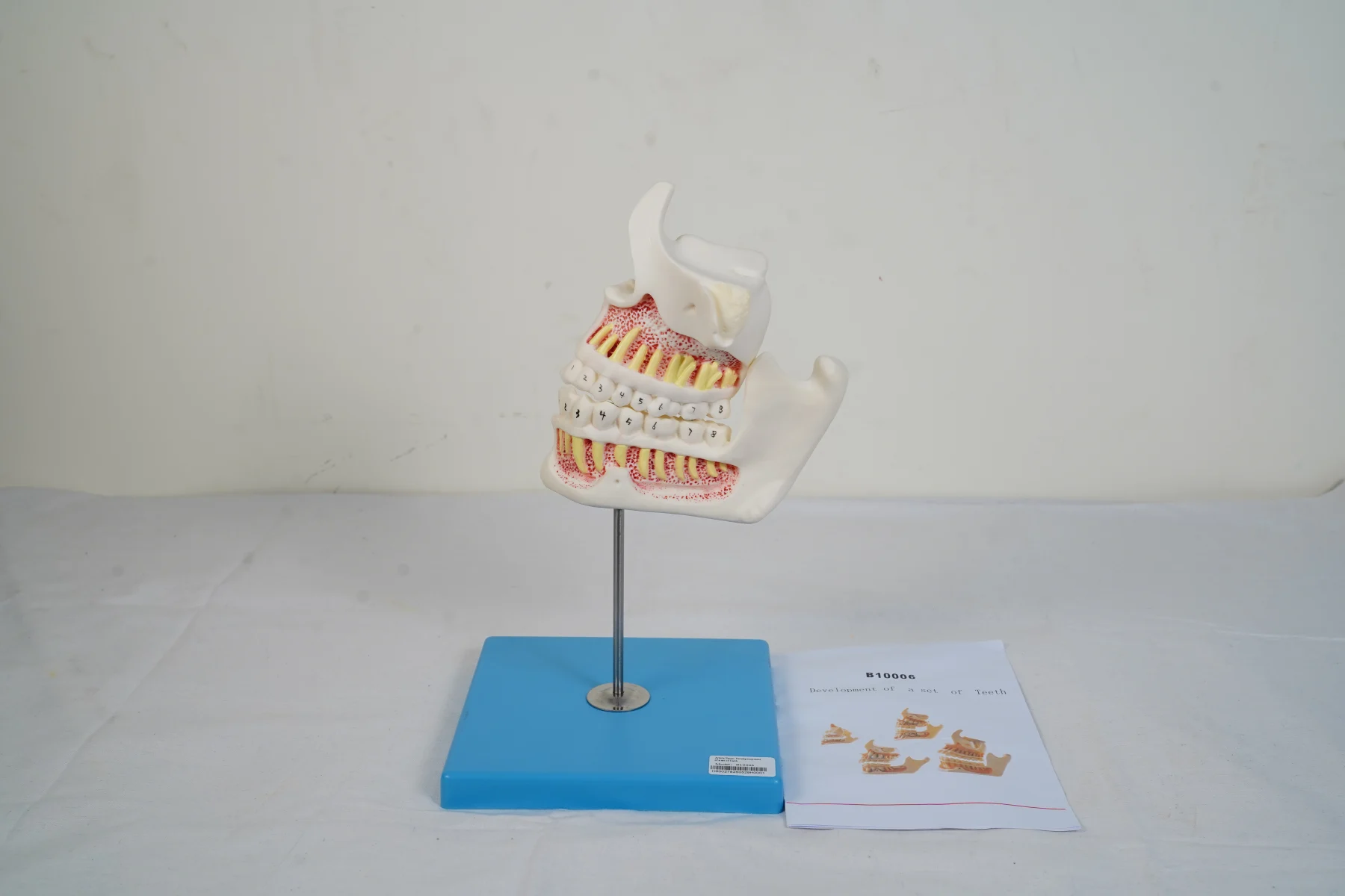 Development of A Set of Teeth thumbnail 2