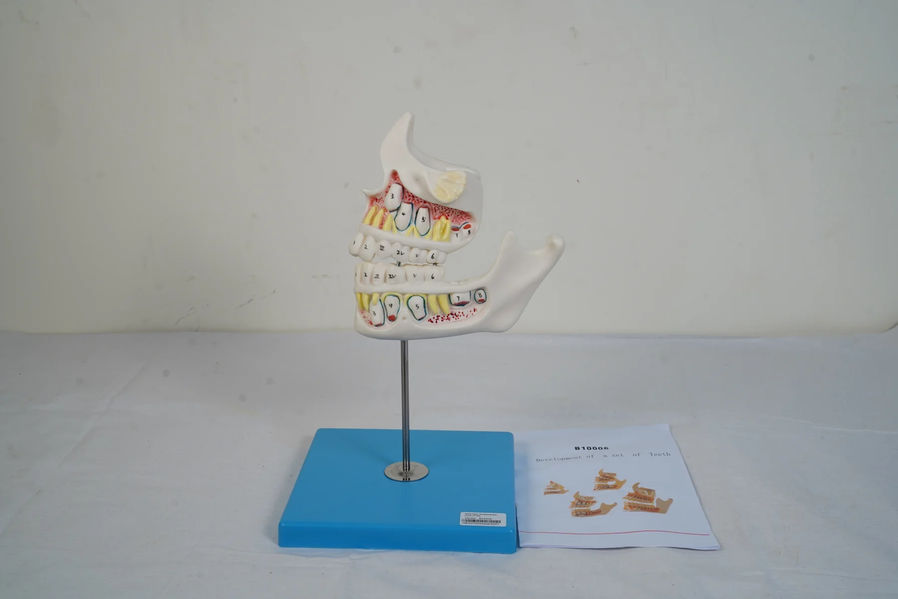 Development of A Set of Teeth thumbnail 3