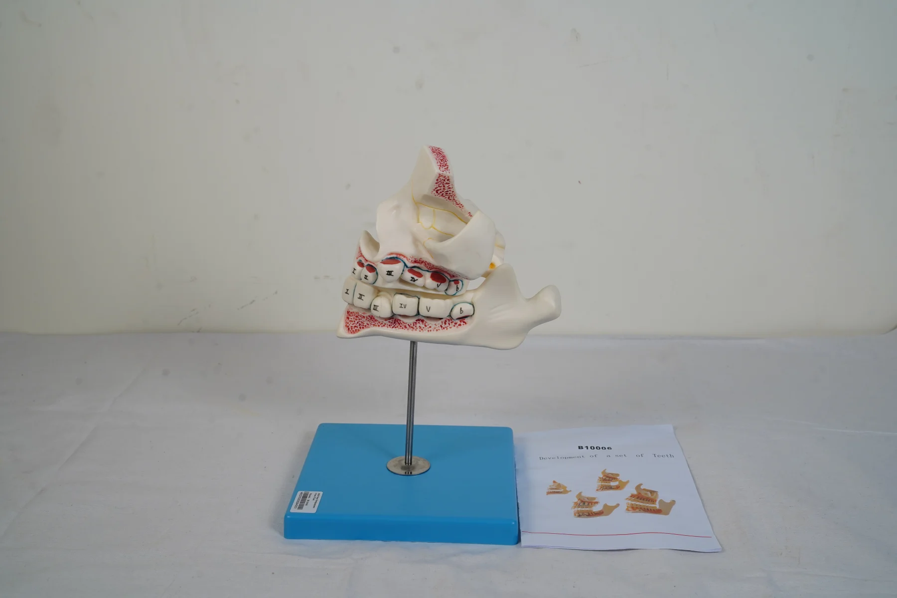 Development of A Set of Teeth thumbnail 6