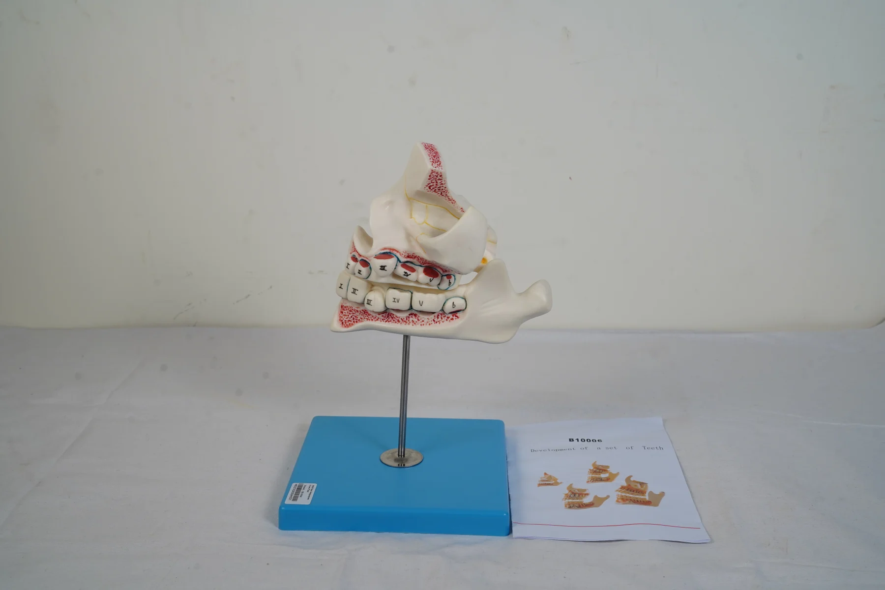 Development of A Set of Teeth thumbnail 7