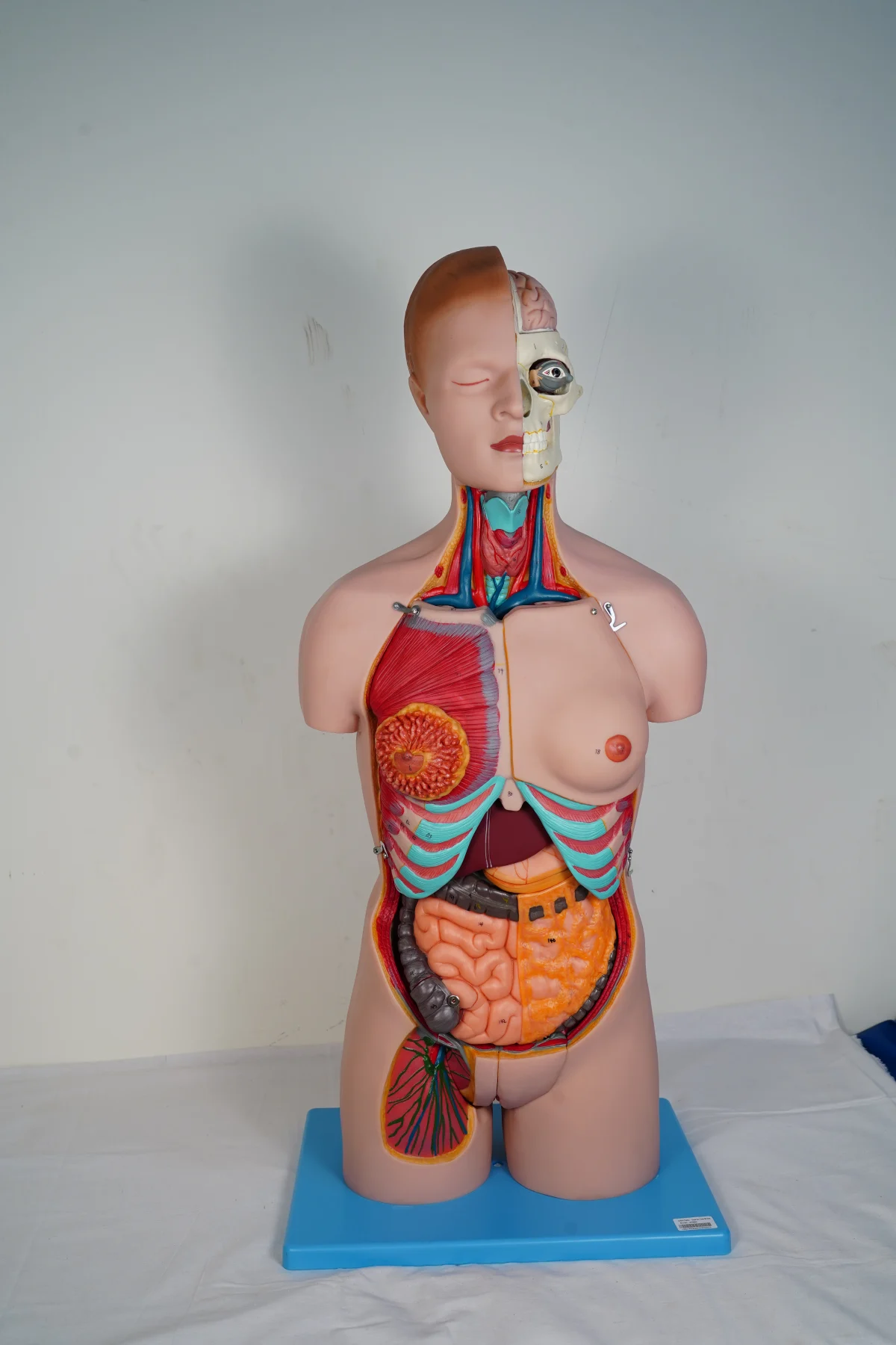Dual Sex Torso 20 Parts thumbnail 8