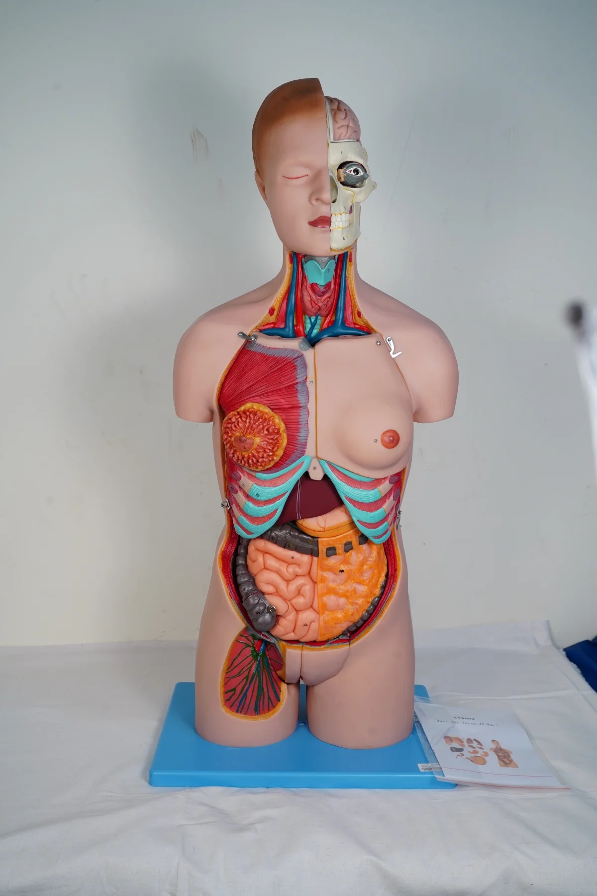 Dual Sex Torso 20 Parts