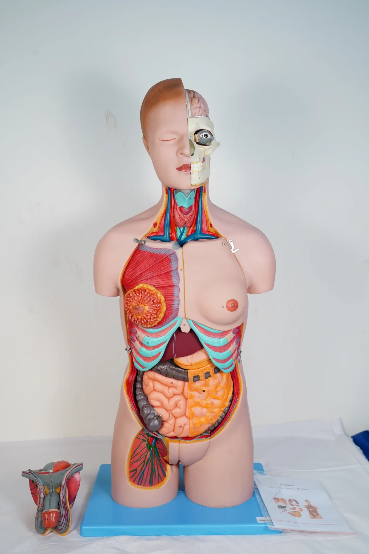 Dual Sex Torso 20 Parts thumbnail 2