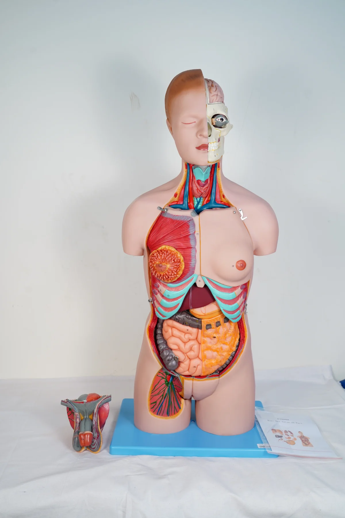 Dual Sex Torso 20 Parts thumbnail 3