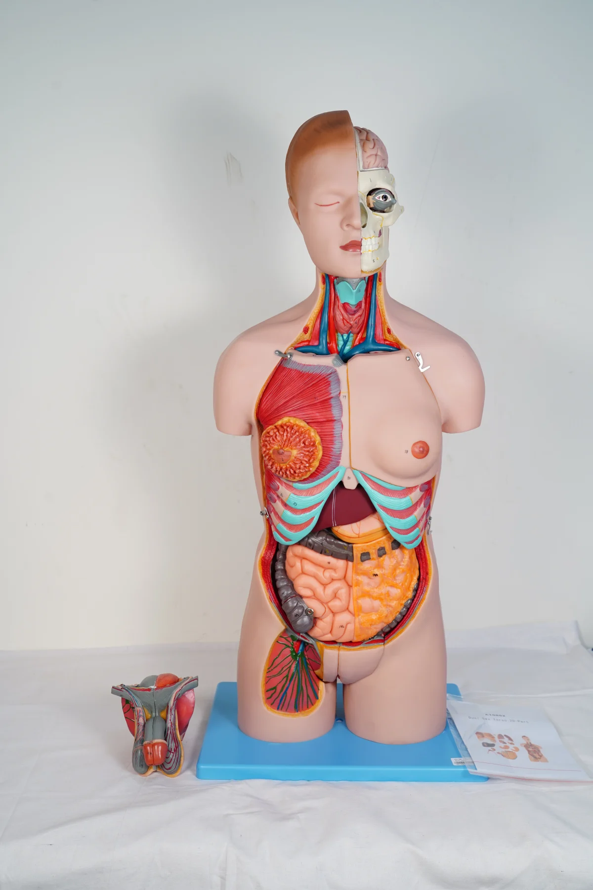 Dual Sex Torso 20 Parts thumbnail 4