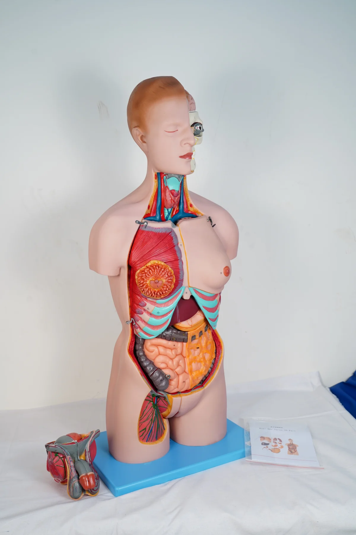 Dual Sex Torso 20 Parts thumbnail 5