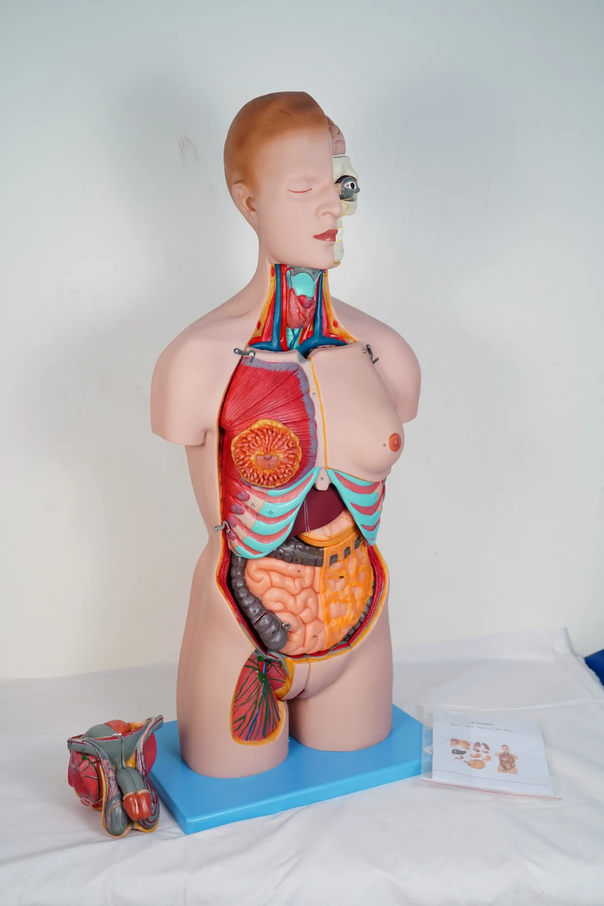 Dual Sex Torso 20 Parts thumbnail 6