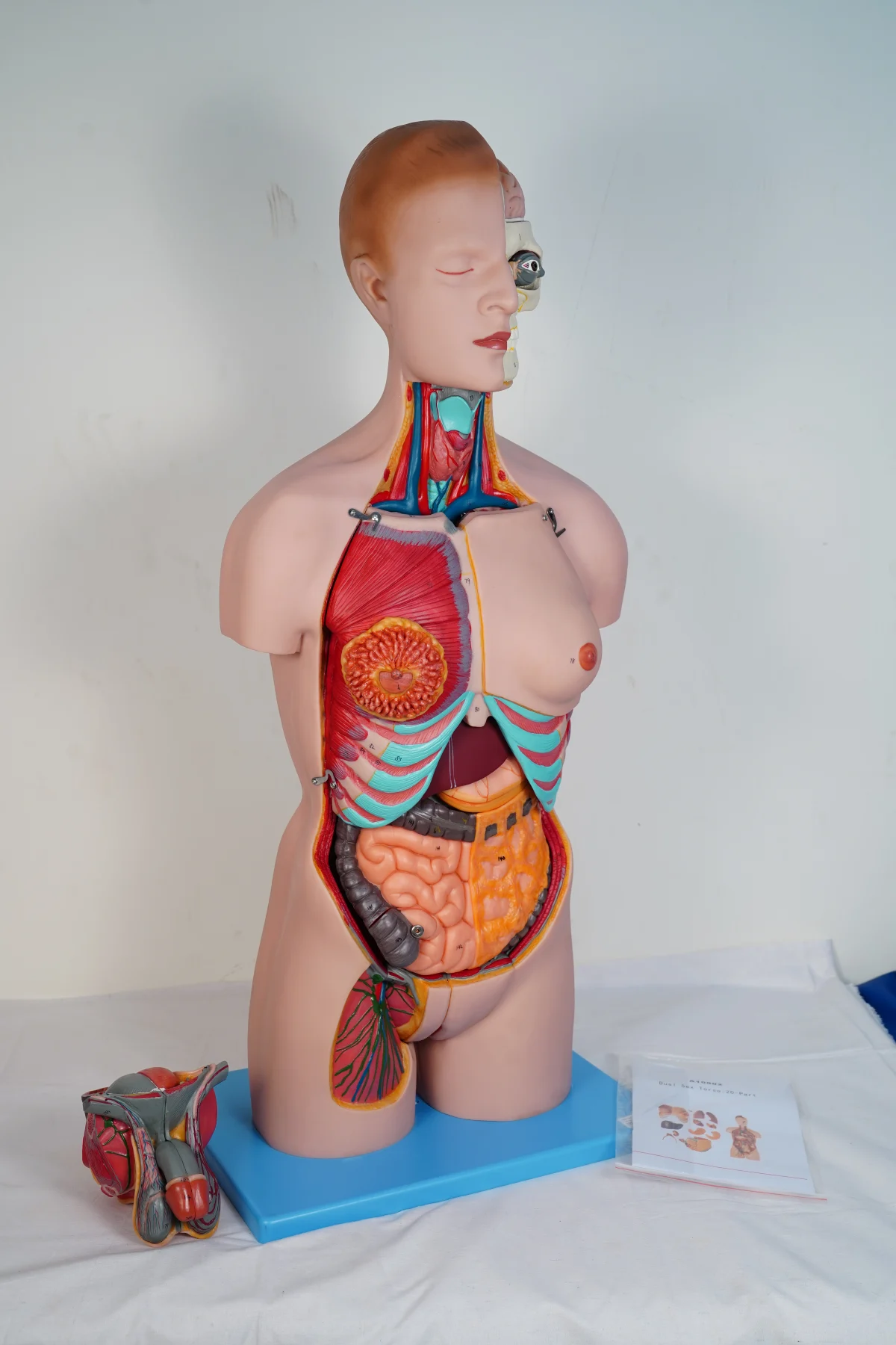 Dual Sex Torso 20 Parts thumbnail 7