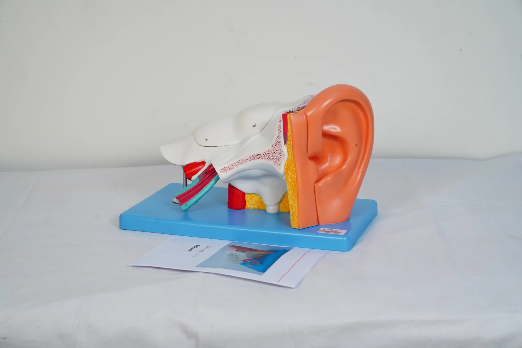 Ear Anatomy thumbnail 5