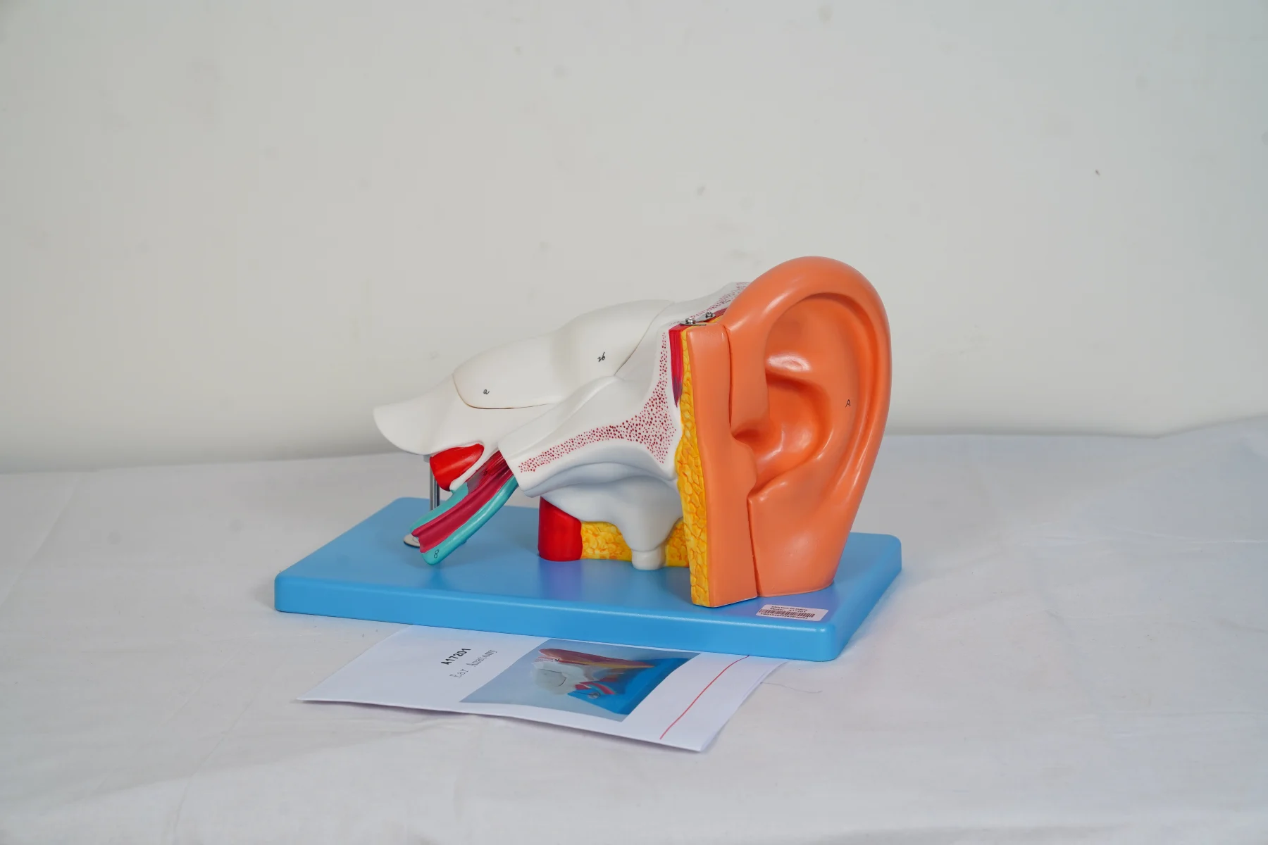 Ear Anatomy