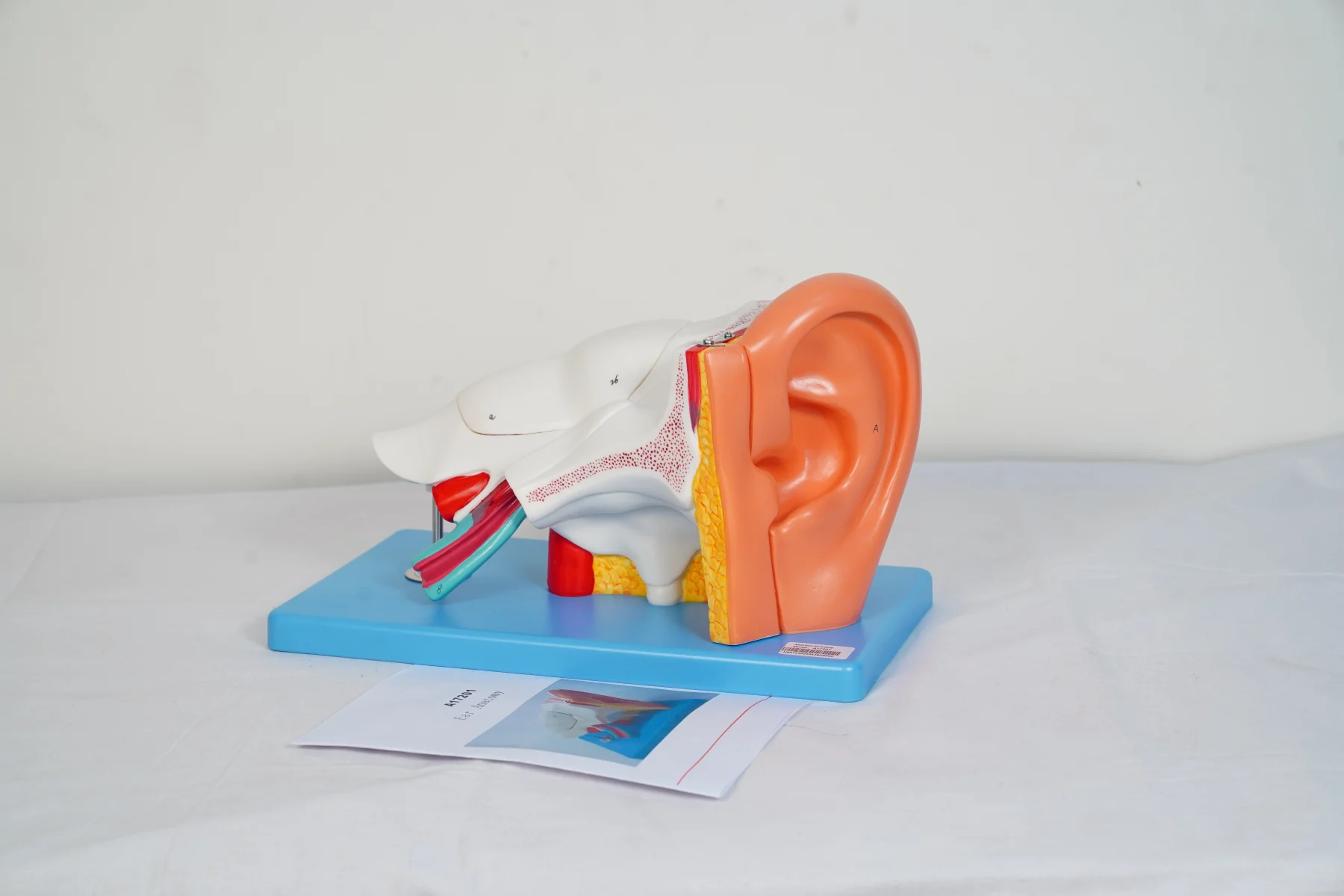 Ear Anatomy thumbnail 2