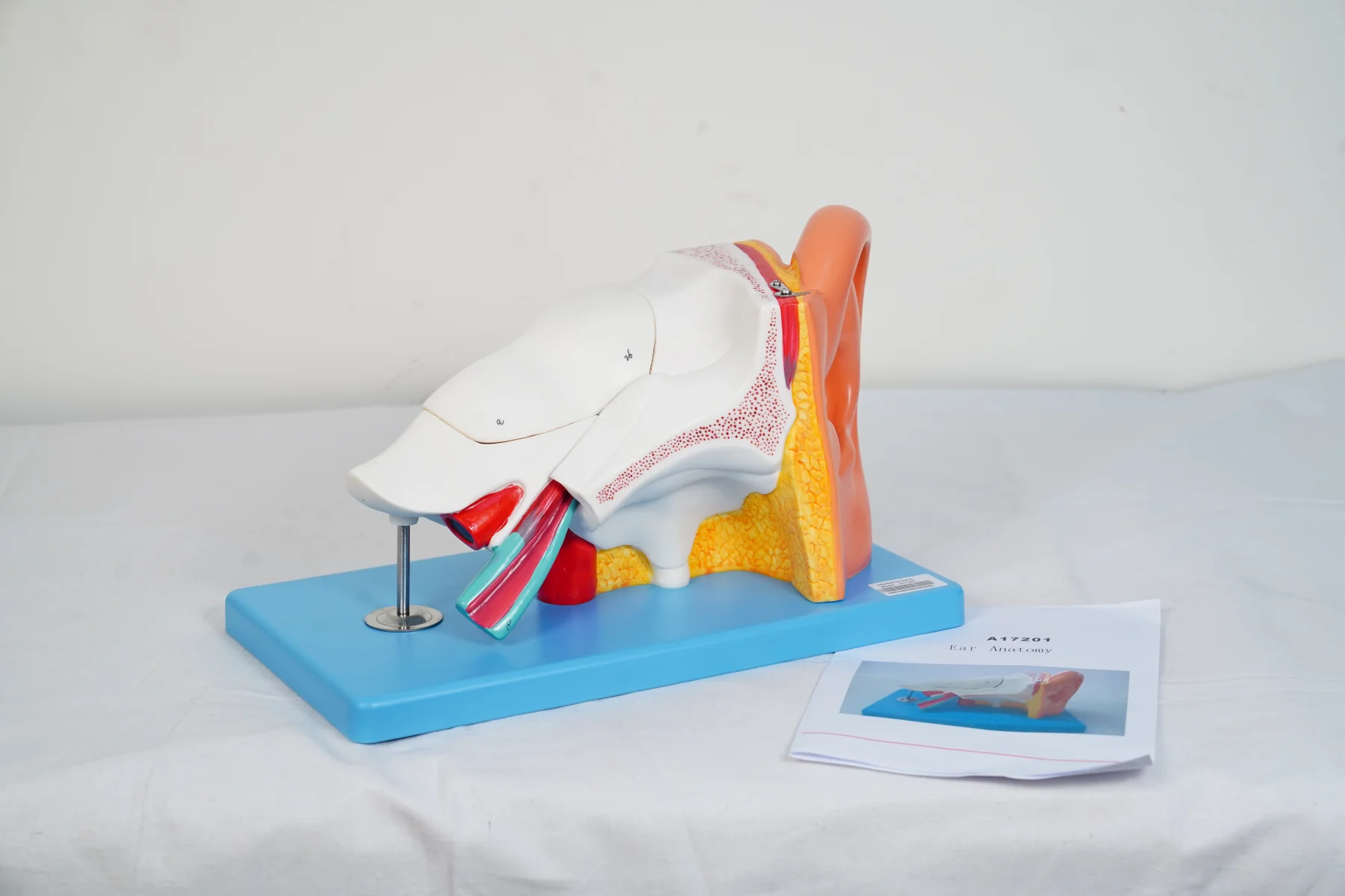 Ear Anatomy thumbnail 3