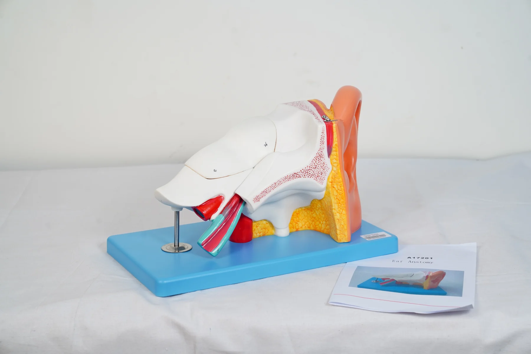 Ear Anatomy thumbnail 4