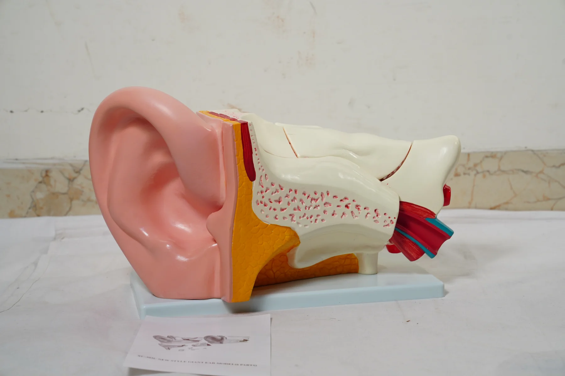 Ear Model New Style Giant Size thumbnail 3