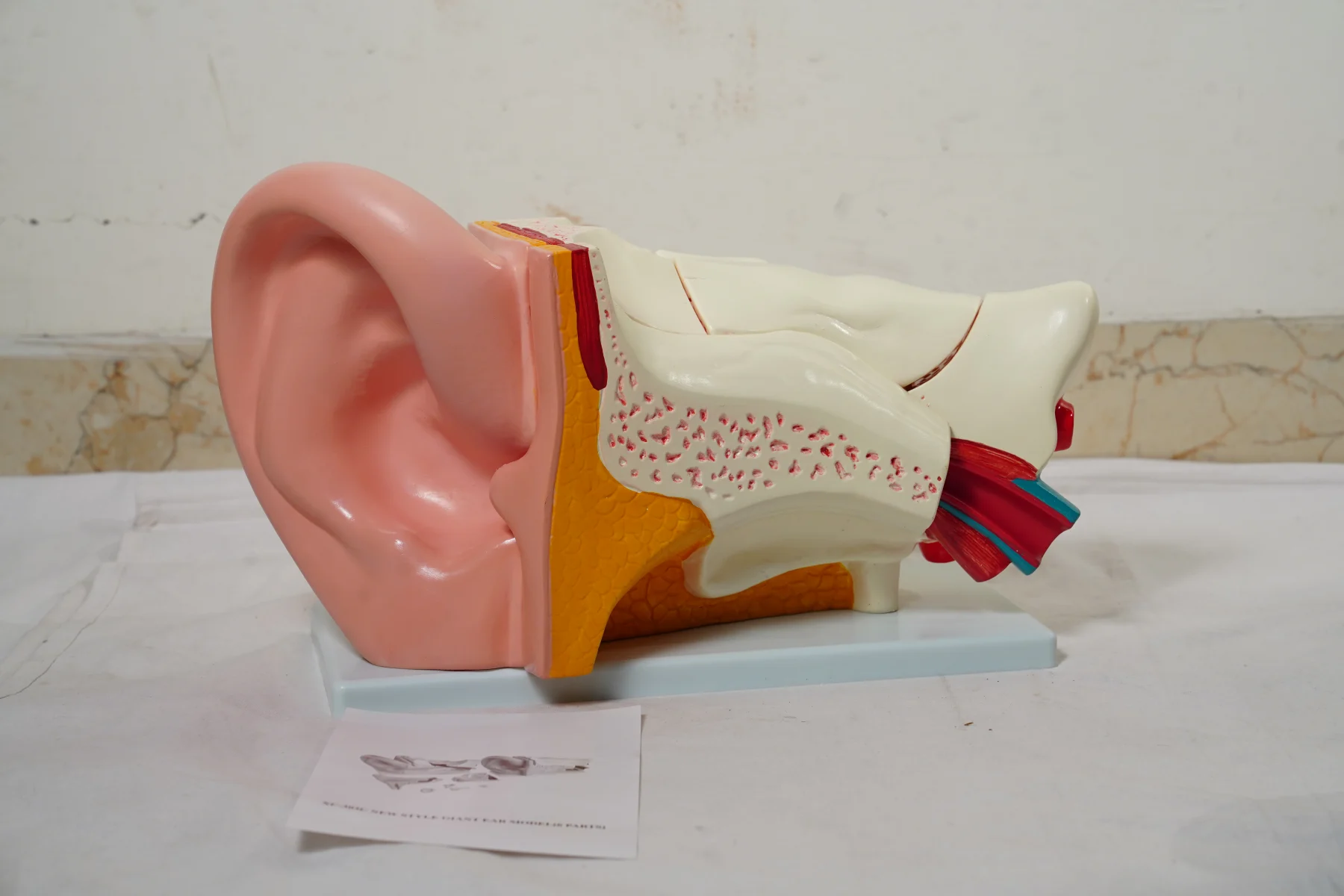 Ear Model New Style Giant Size