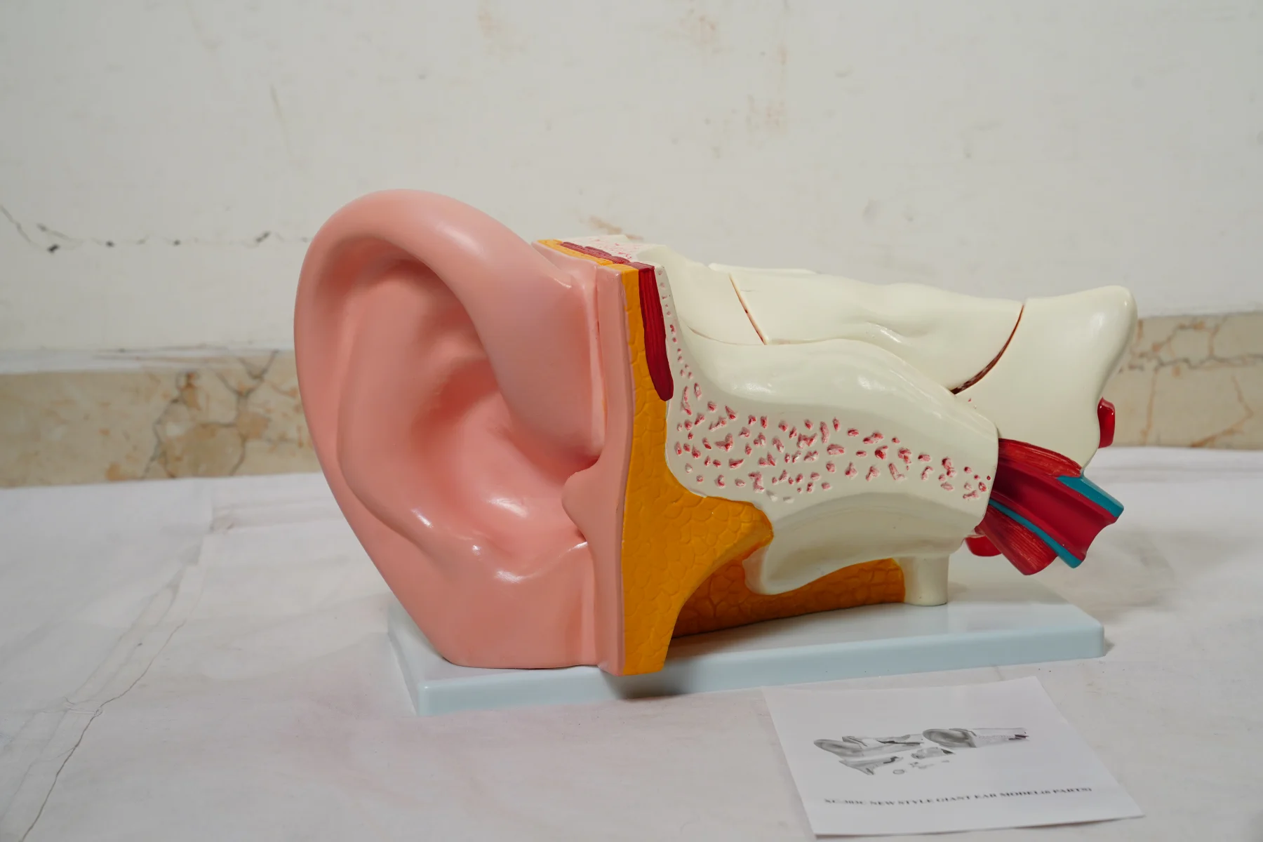 Ear Model New Style Giant Size thumbnail 2