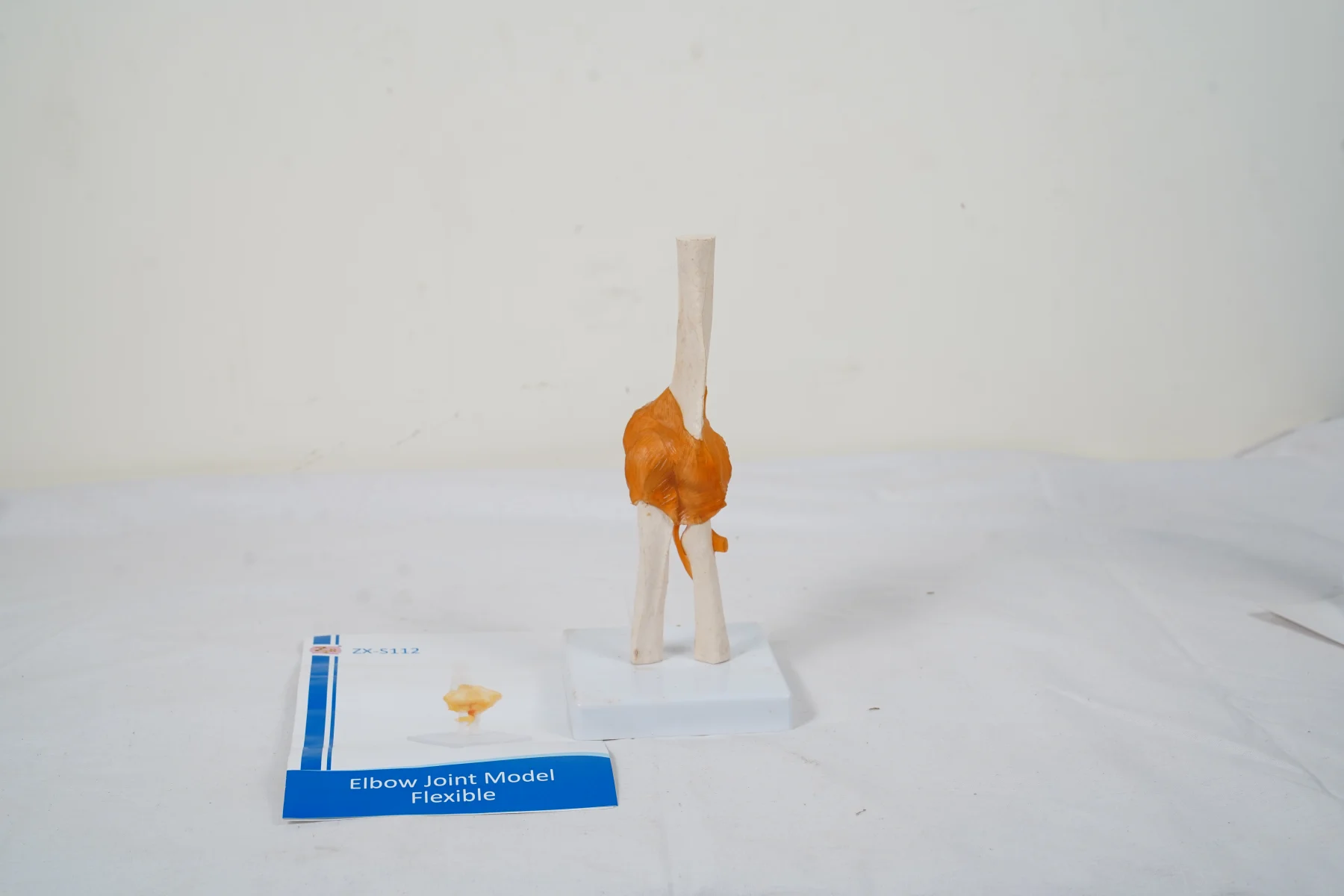 Elbow Joint Model Flexible thumbnail 4
