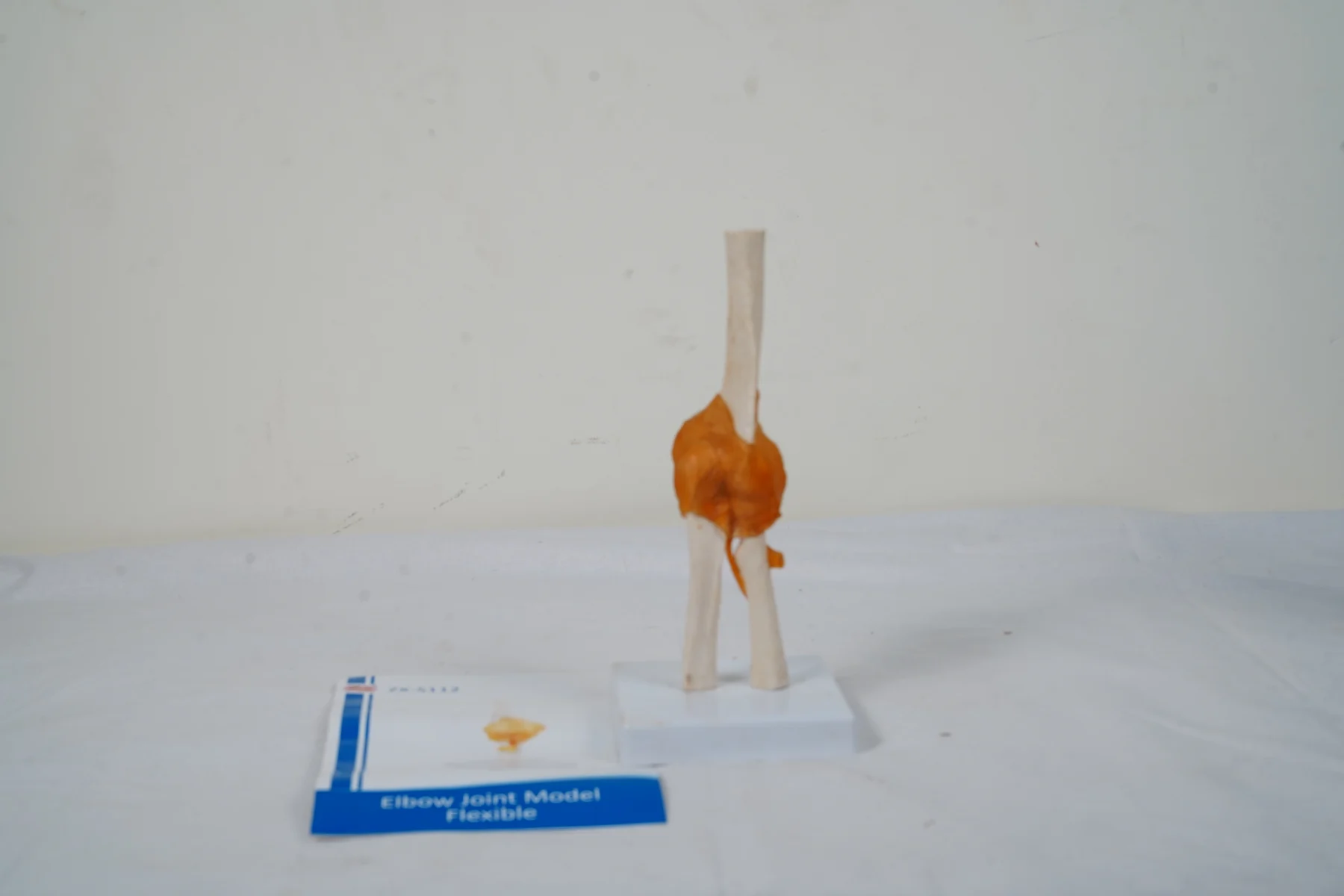 Elbow Joint Model Flexible