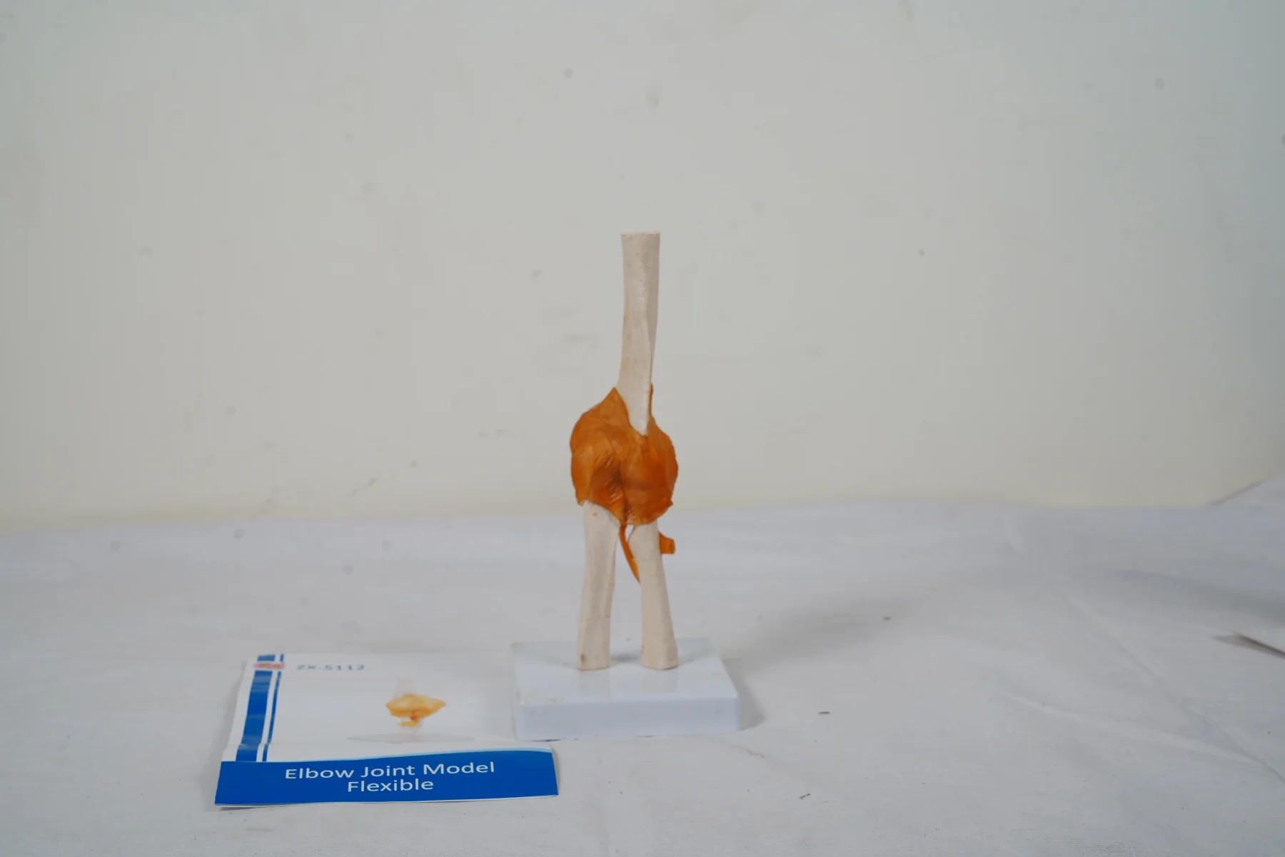 Elbow Joint Model Flexible thumbnail 2