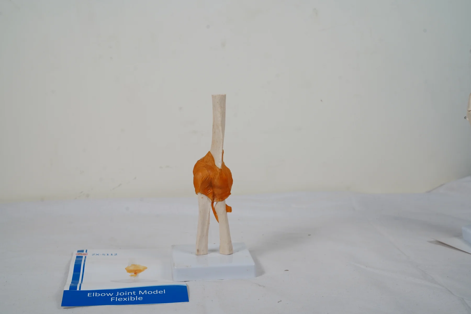 Elbow Joint Model Flexible thumbnail 3