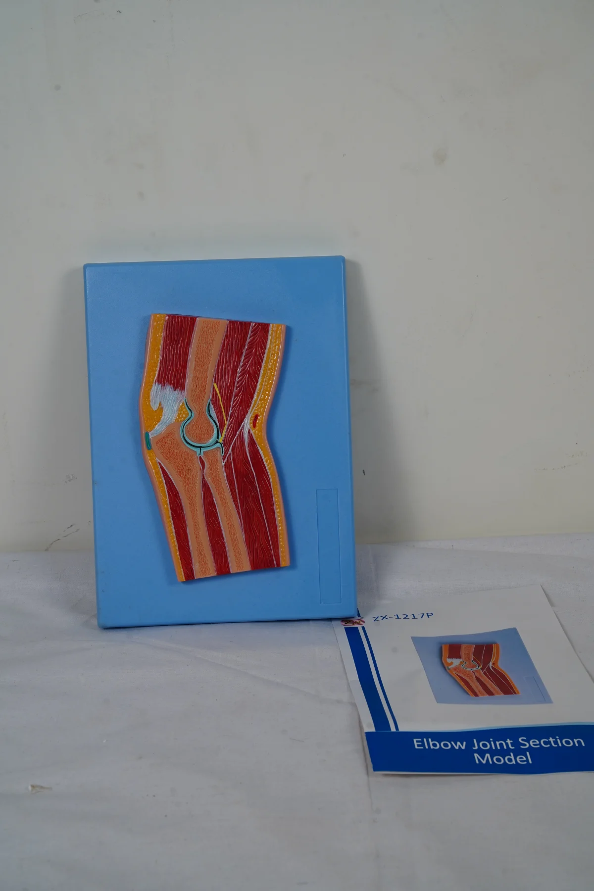 Elbow Joint Section Model thumbnail 4