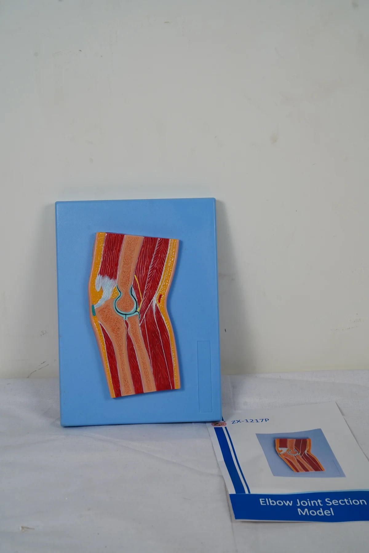 Elbow Joint Section Model