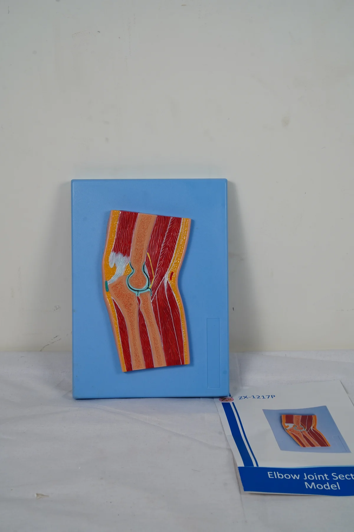 Elbow Joint Section Model thumbnail 2