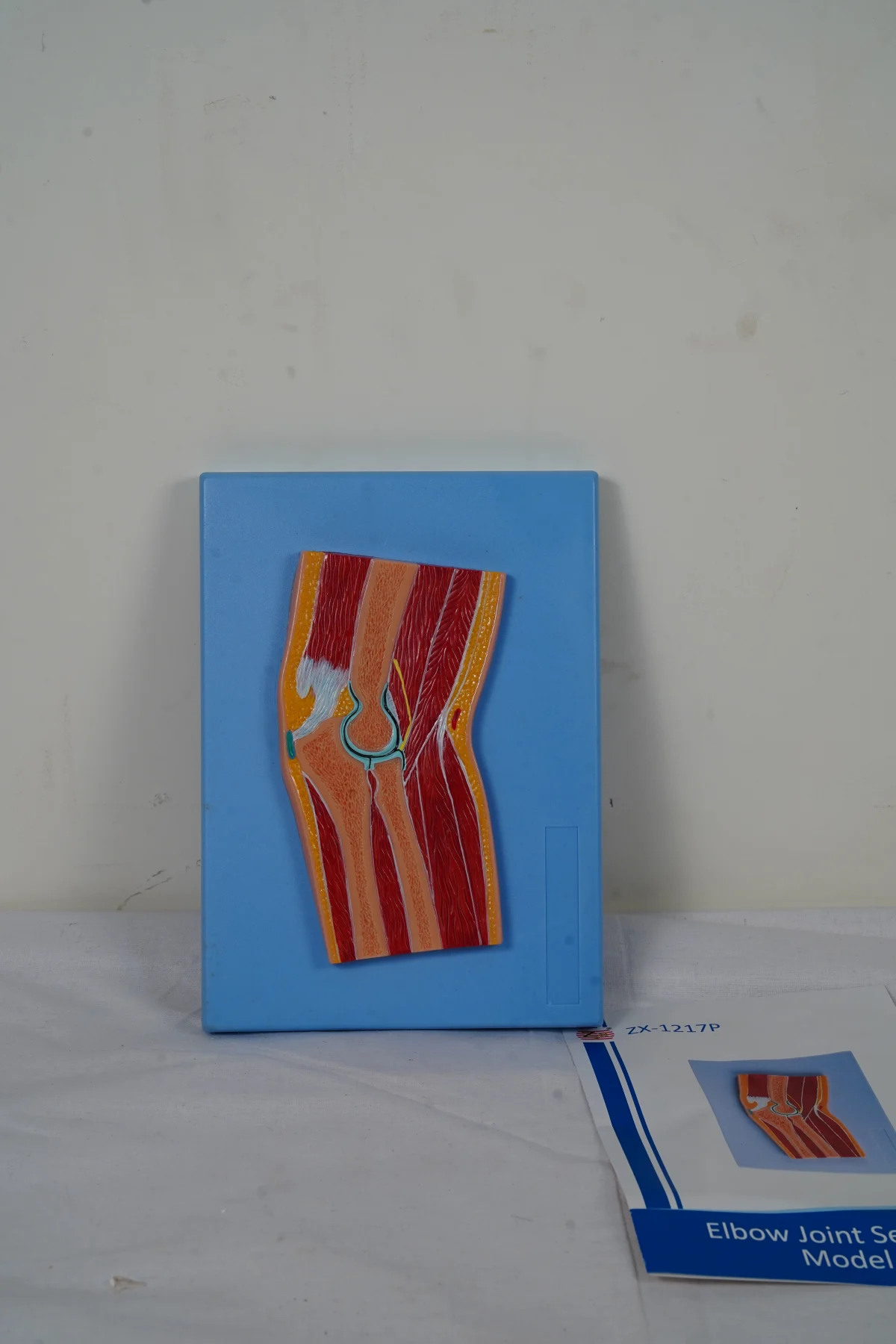 Elbow Joint Section Model thumbnail 3