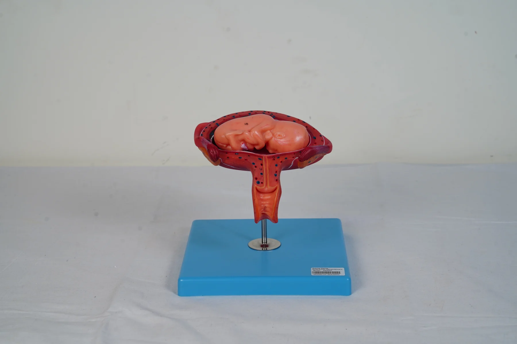 Embryonic Development thumbnail 23