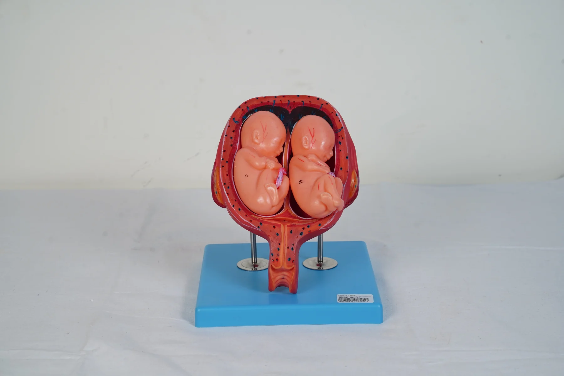 Embryonic Development