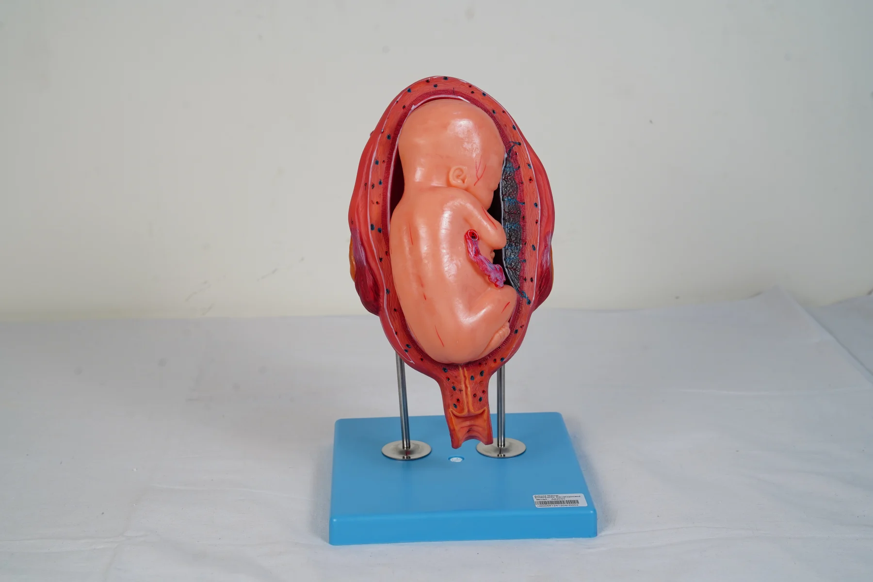Embryonic Development thumbnail 7