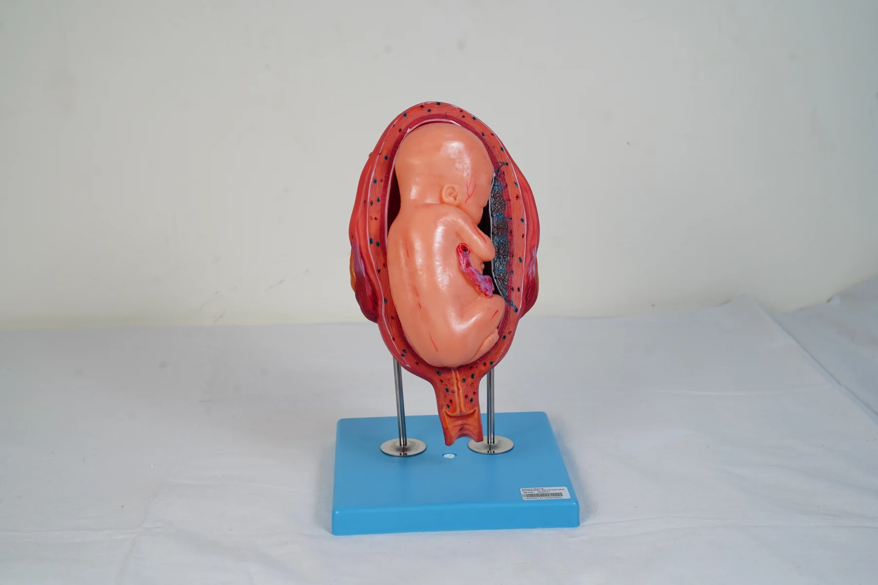 Embryonic Development thumbnail 8