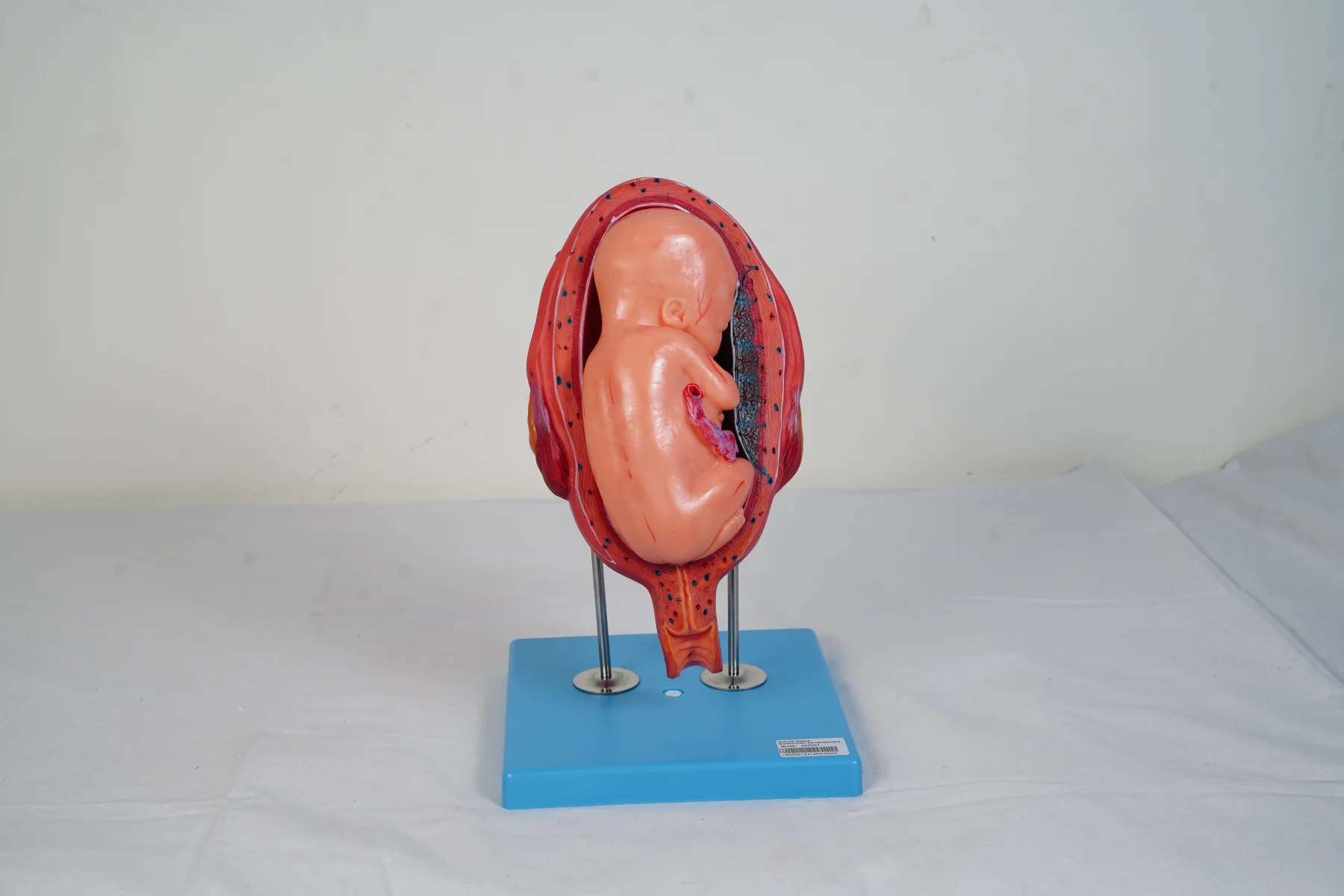 Embryonic Development thumbnail 9