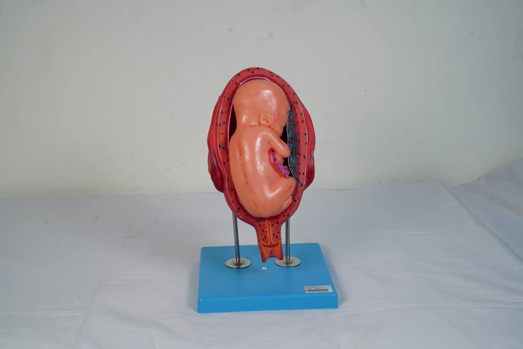 Embryonic Development thumbnail 10