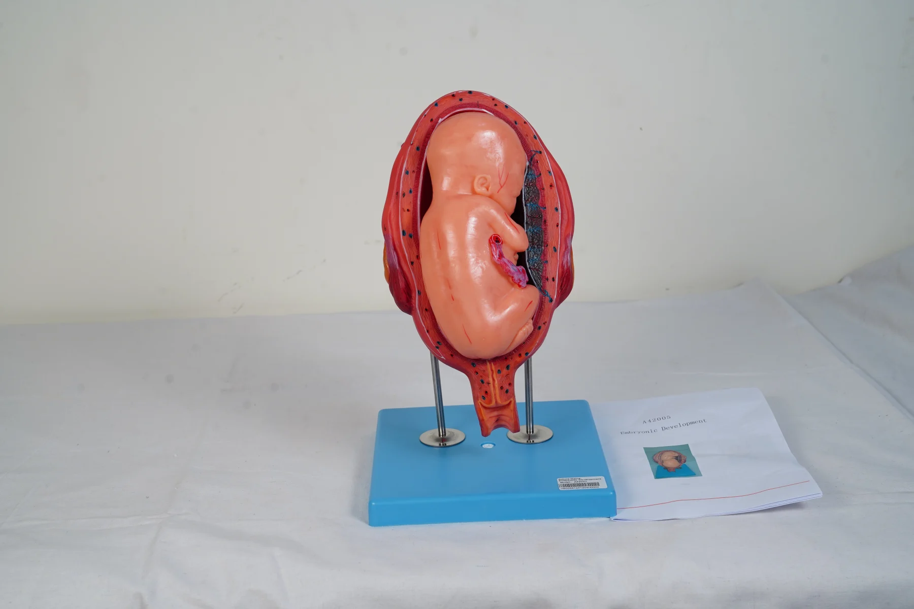 Embryonic Development thumbnail 11