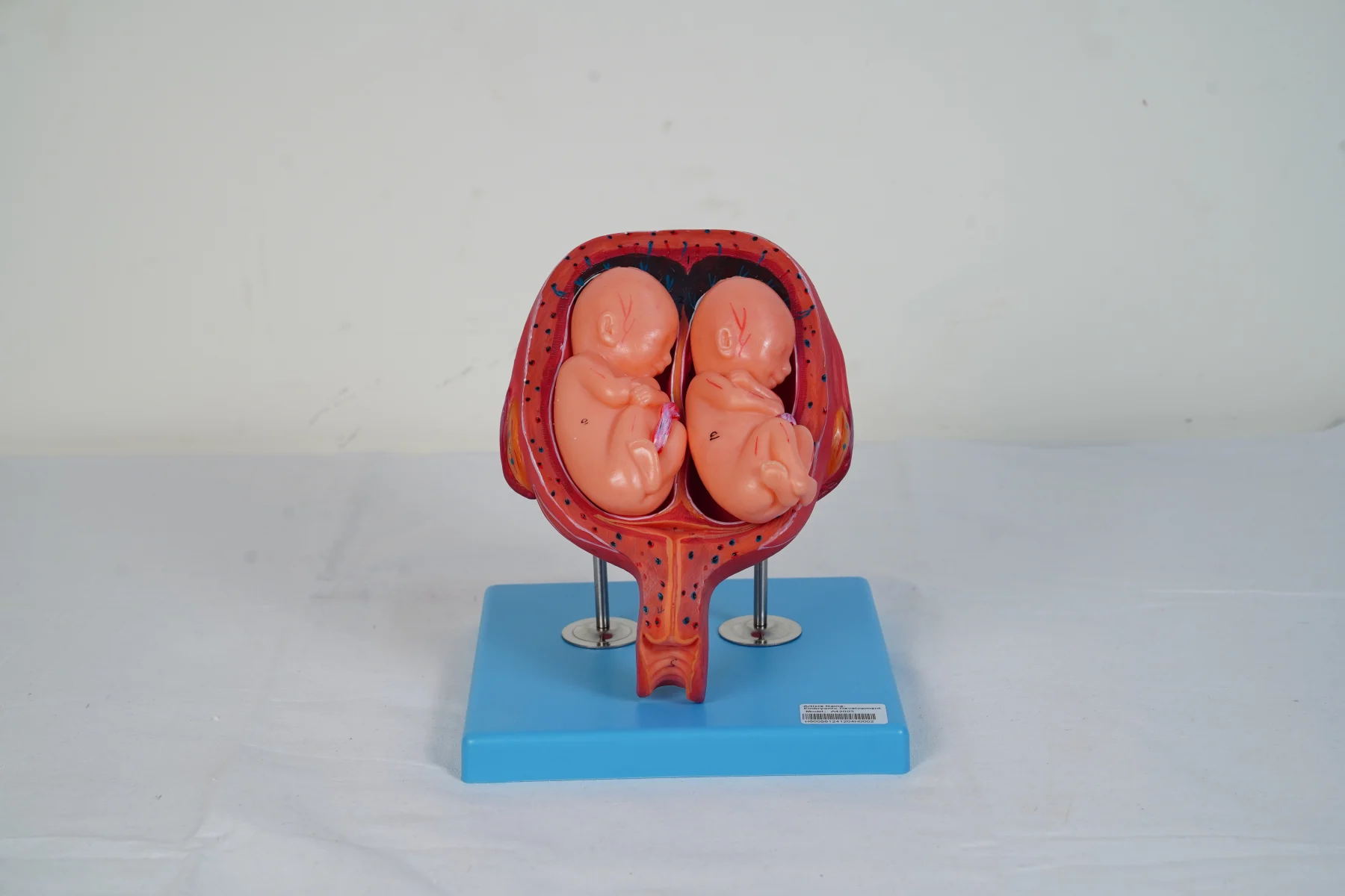 Embryonic Development thumbnail 12