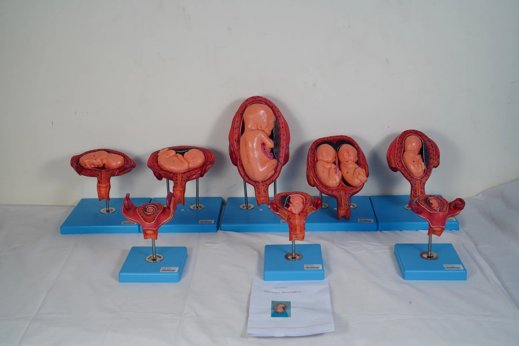 Embryonic Development thumbnail 13