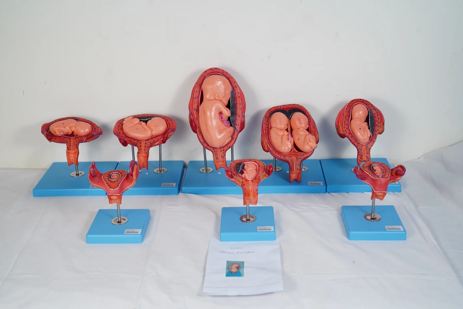 Embryonic Development thumbnail 14