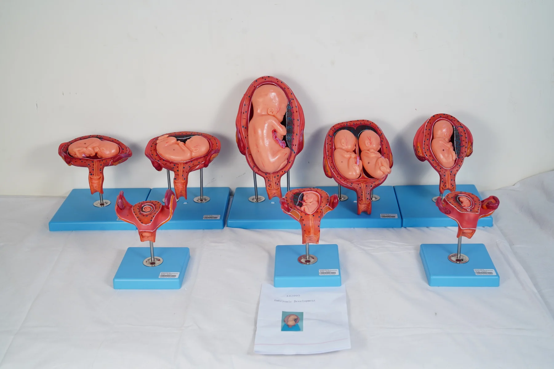 Embryonic Development thumbnail 15