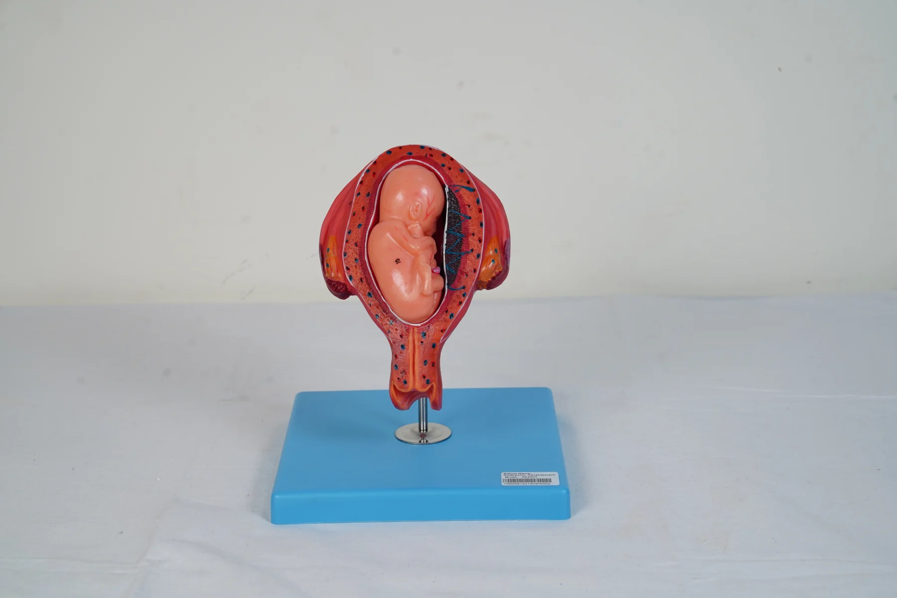 Embryonic Development thumbnail 16
