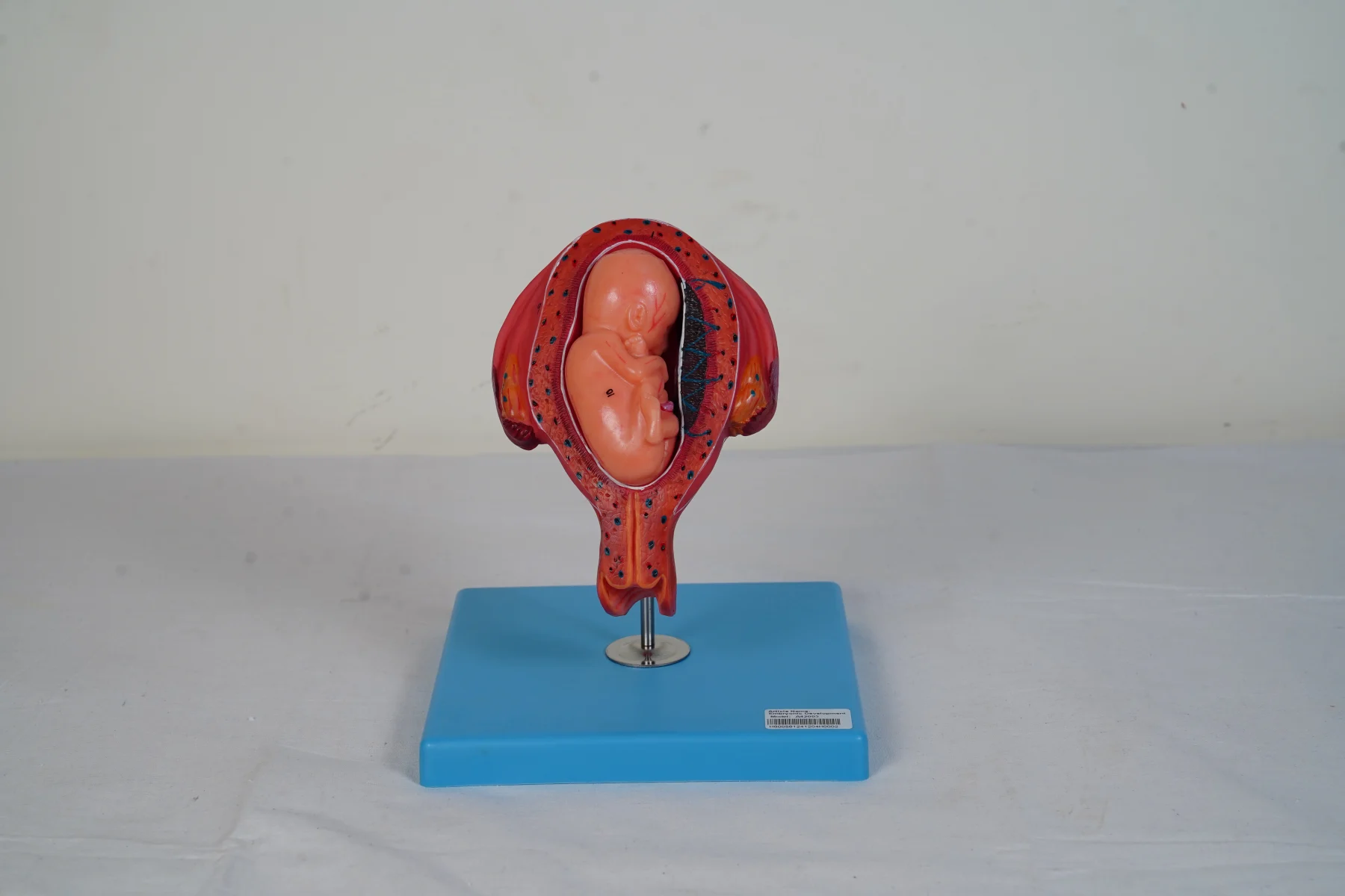 Embryonic Development thumbnail 17