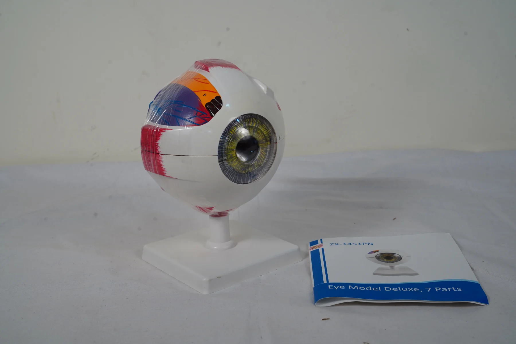Eye Model Deluxe 7 Parts thumbnail 5