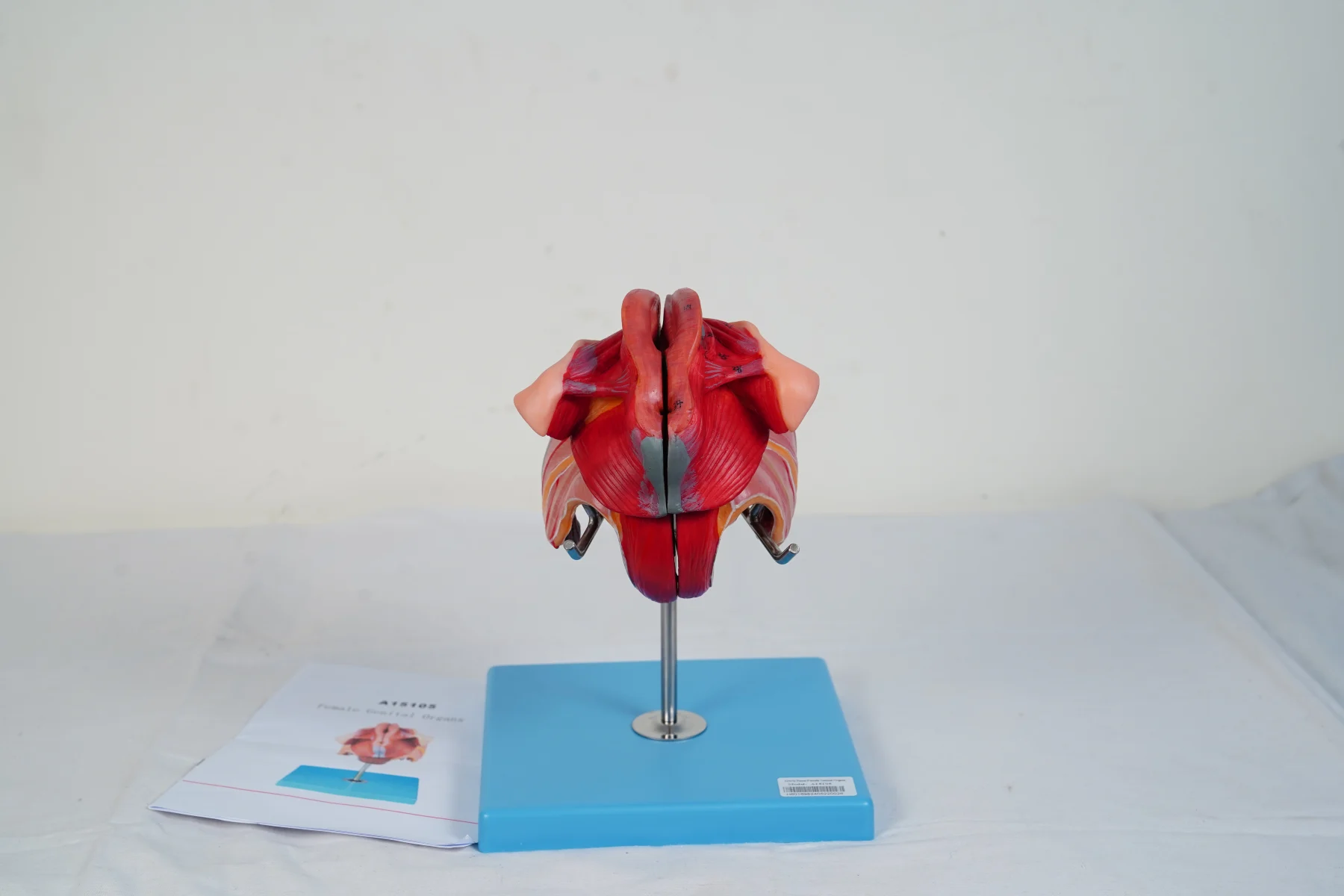 Female Genital Organs thumbnail 3