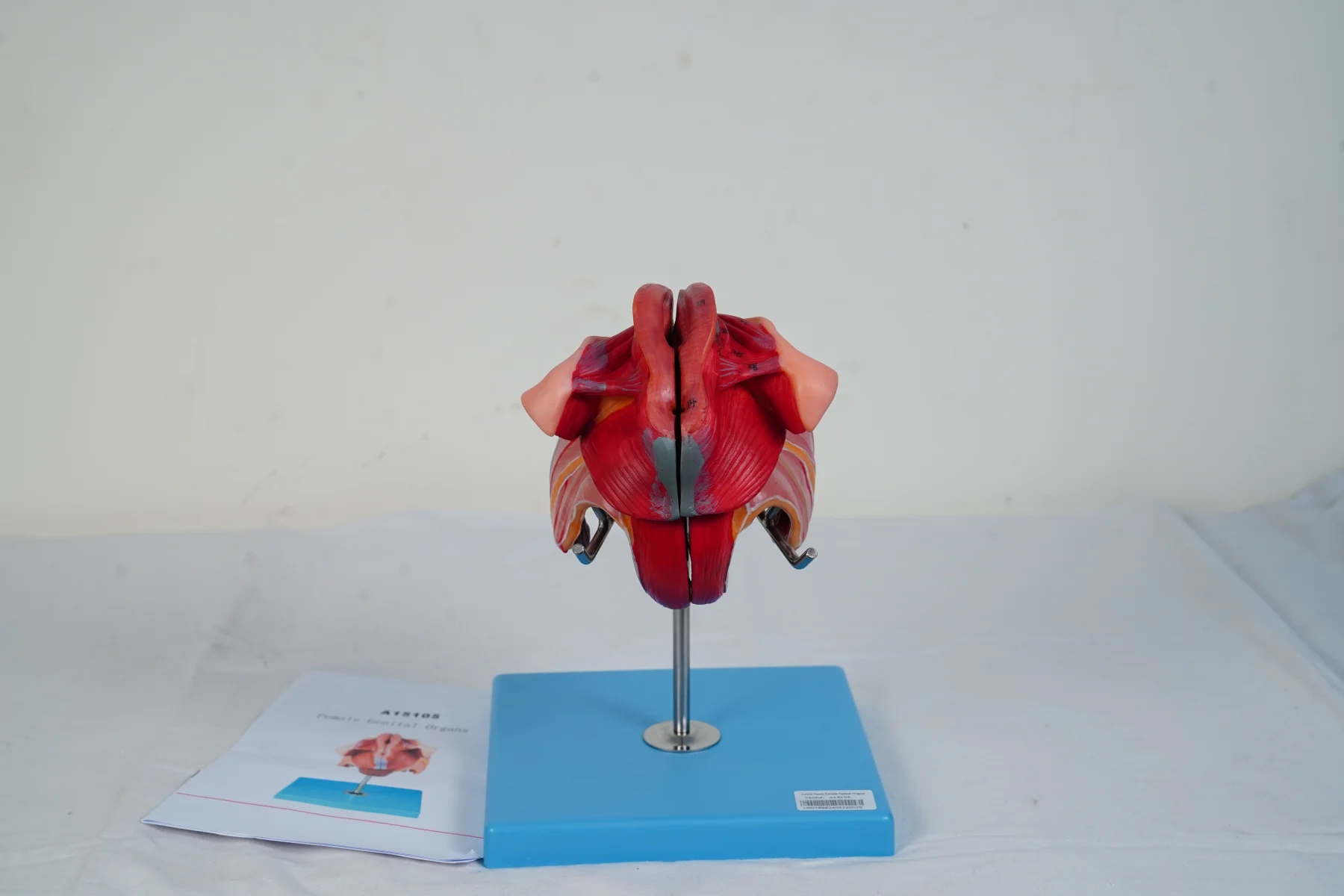 Female Genital Organs