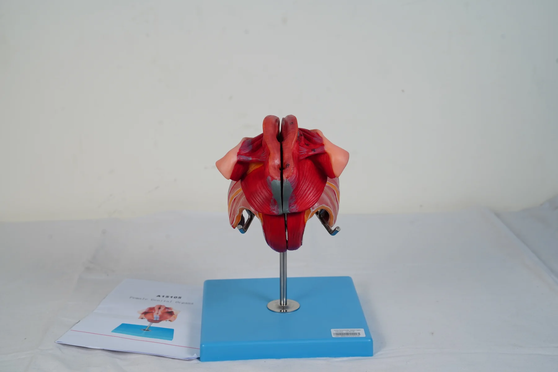 Female Genital Organs thumbnail 2