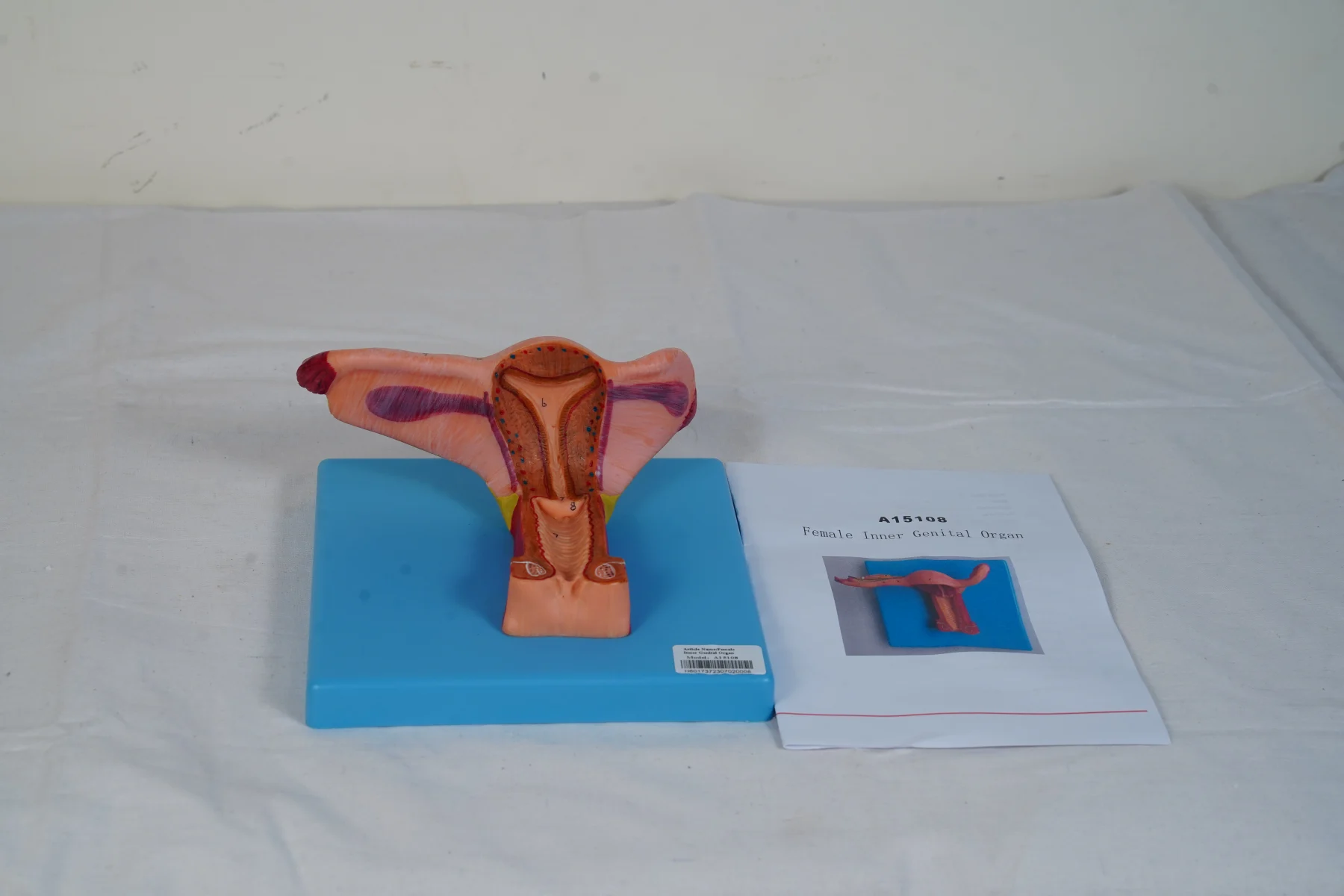 Female Inner Genital Organ thumbnail 3