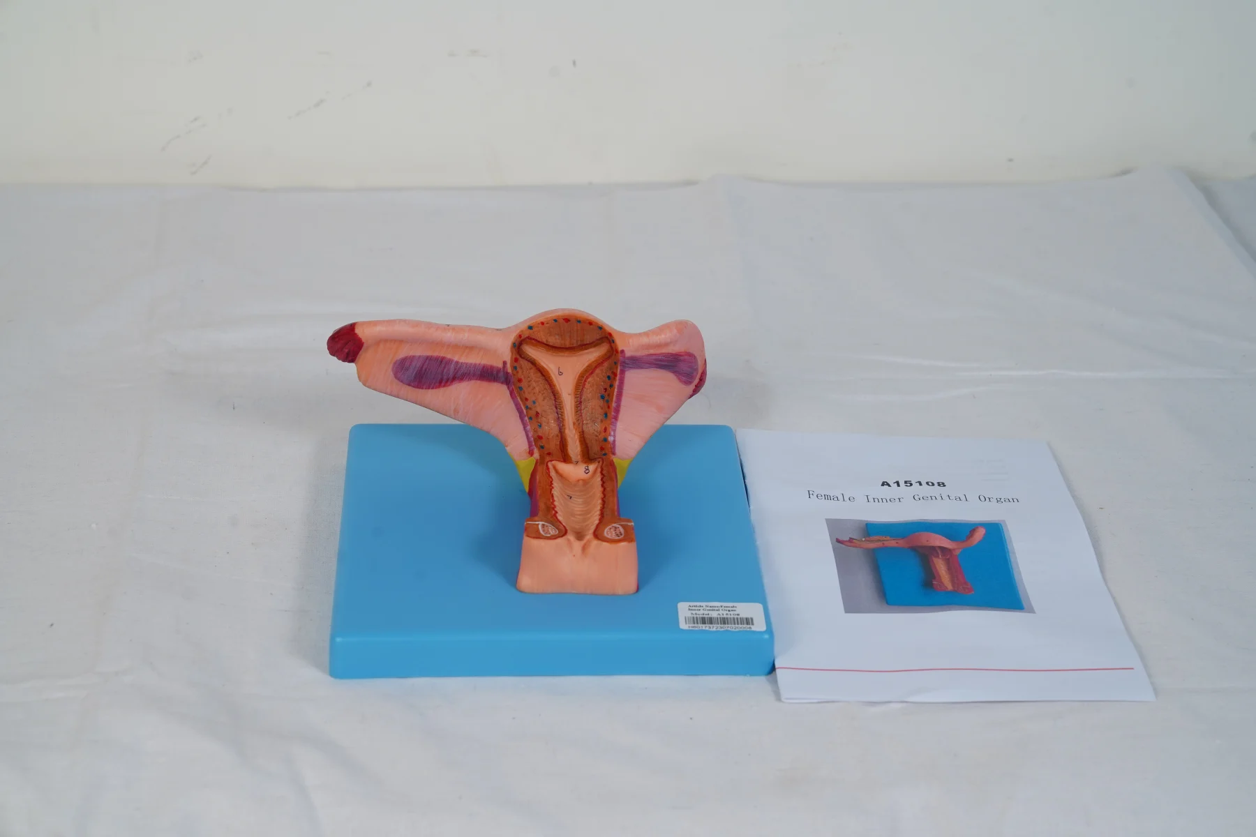 Female Inner Genital Organ