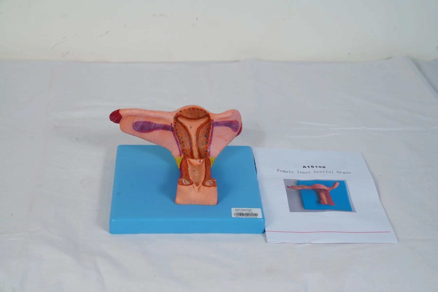 Female Inner Genital Organ thumbnail 2