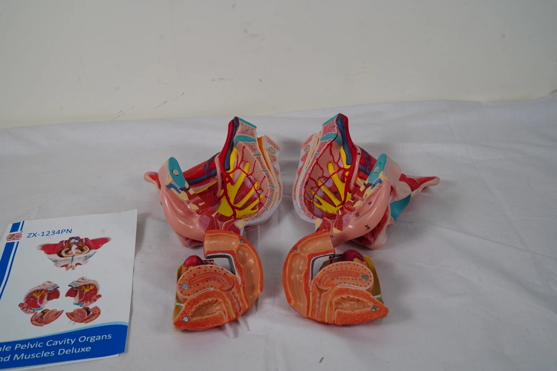 Female Pelvic Cavity Organs and Muscles Deluxe thumbnail 10