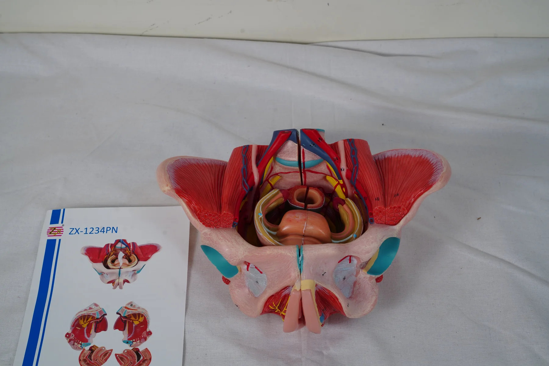 Female Pelvic Cavity Organs and Muscles Deluxe thumbnail 9